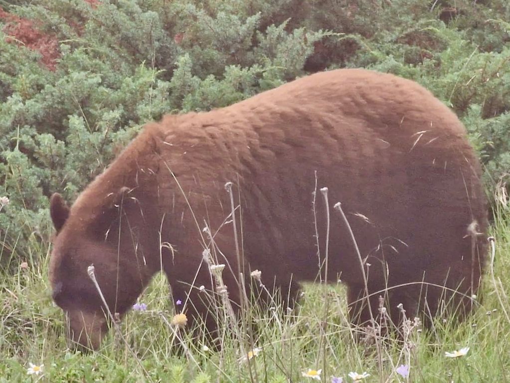 Kaneelbeer groepsvakantie Canada